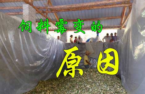 飼料又發(fā)霉了， 到底是咋回事？